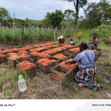 Een fietstraining en oogst in de Miloso garden